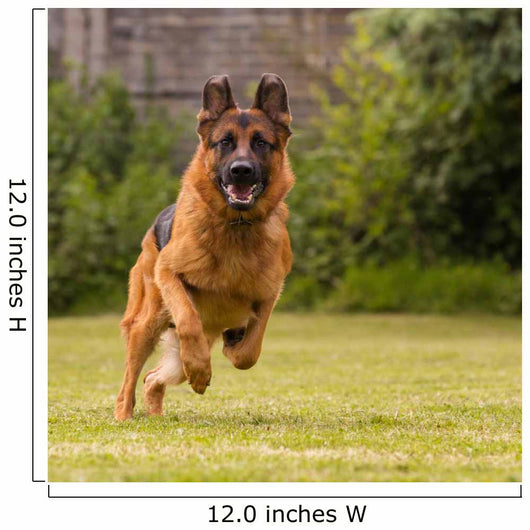 Schaeferhund laeuft Wall Decal