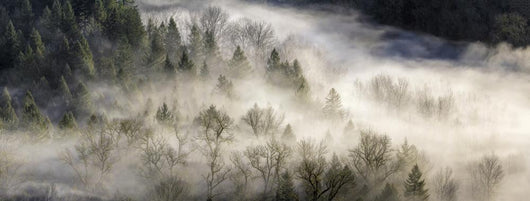Fog Rolling Over Forest in Oregon Wall Decal