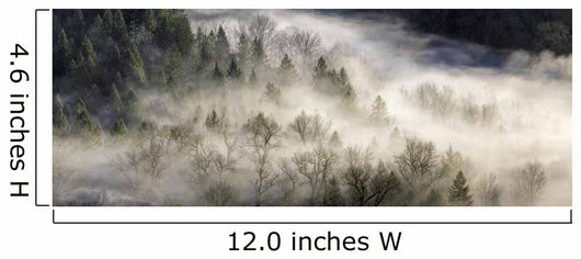 Fog Rolling Over Forest in Oregon Wall Decal