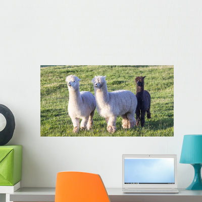 Alpaca Portrait Wall Decal shown on a wall