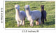 Alpaca Portrait Wall Decal