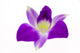 Purple orchid Wall Decal