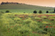 Tuscan Landscape