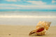 Conch shell on beach Wall Decal