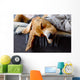 Sleeping Beagle Wall Decal