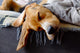 Sleeping Beagle Wall Decal