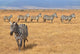 Herd of Zebras Wall Decal