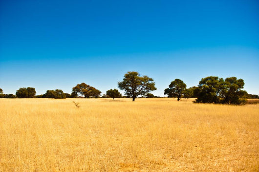 Deserto del Kalahari, Botswana, Africa Wall Decal