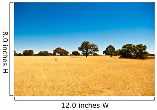Deserto del Kalahari, Botswana, Africa Wall Decal
