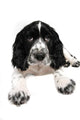 English springer spaniel puppy Wall Decal