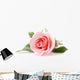 pink rose flower on white background Wall Decal