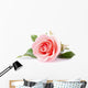 pink rose flower on white background Wall Decal