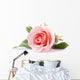pink rose flower on white background Wall Decal