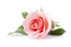 pink rose flower on white background Wall Decal