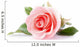 pink rose flower on white background Wall Decal