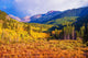 Scenic Aspen Lanscape Wall Decal