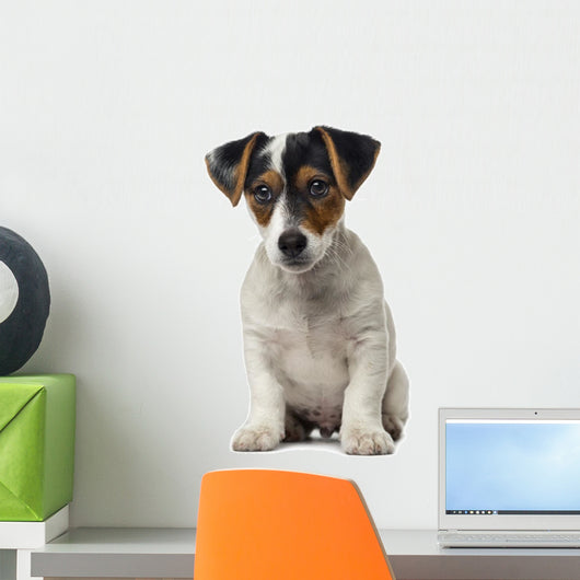 Jack Russell Terrier puppy (2 months old) Wall Decal
