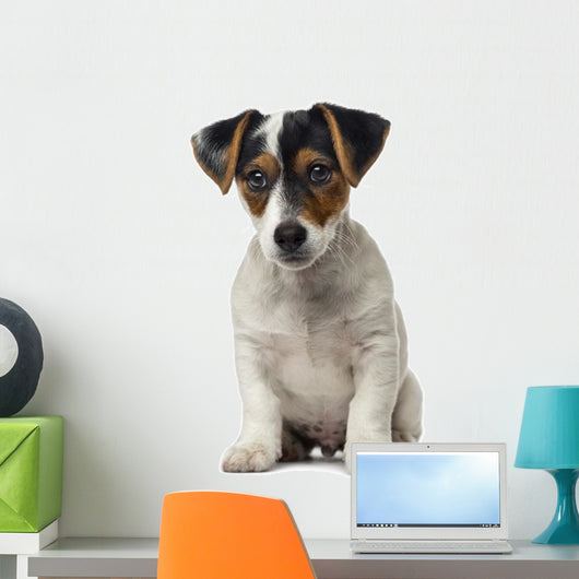 Jack Russell Terrier puppy (2 months old) Wall Decal