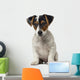 Jack Russell Terrier puppy (2 months old) Wall Decal