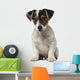 Jack Russell Terrier puppy (2 months old) Wall Decal