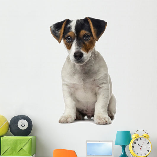 Jack Russell Terrier puppy (2 months old) Wall Decal