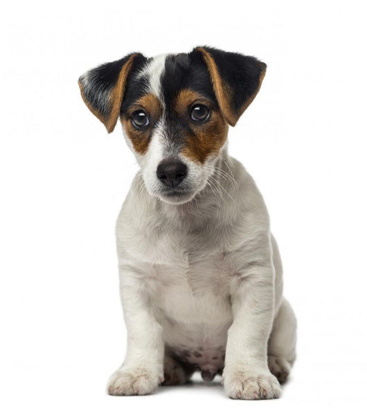 Jack Russell Terrier puppy (2 months old) Wall Decal