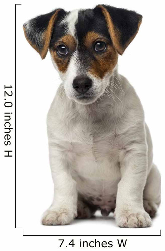 Jack Russell Terrier puppy (2 months old) Wall Decal