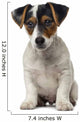 Jack Russell Terrier puppy (2 months old) Wall Decal