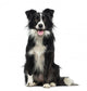 Border Collie 2 Years
