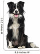 Border Collie 2 Years Wall Decal