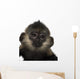 Close-up Baby Francois Langur Wall Decal