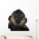 Close-up Baby Francois Langur Wall Decal