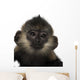 Close-up Baby Francois Langur Wall Decal