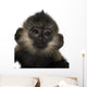 Close-up Baby Francois Langur Wall Decal