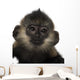 Close-up Baby Francois Langur Wall Decal