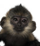 Close-up Baby Francois Langur