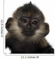 Close-up Baby Francois Langur Wall Decal