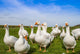 White geese Wall Decal