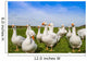 White geese Wall Decal