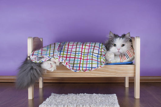 cat sleeping in her bed Wall Decal