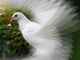 A beautiful dove Wall Decal