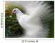 A beautiful dove Wall Decal