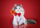 cat in a shirt and tie with a flower on a red background isolate Wall Decal