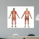 male anatomy Wall Decal