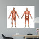 male anatomy Wall Decal