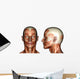 face muscles Wall Decal