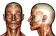 face muscles Wall Decal