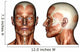 face muscles Wall Decal