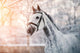 Sporty Grey Horse Wall Decal