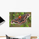 Cecropia Moth on evergreen Wall Decal